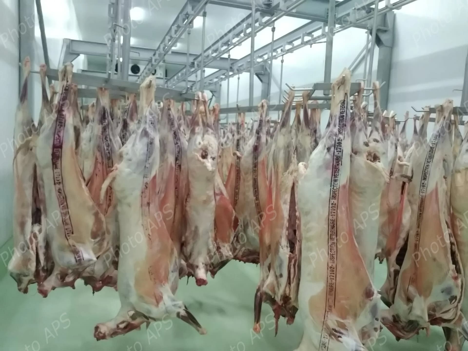 اللحوم الحمراء 