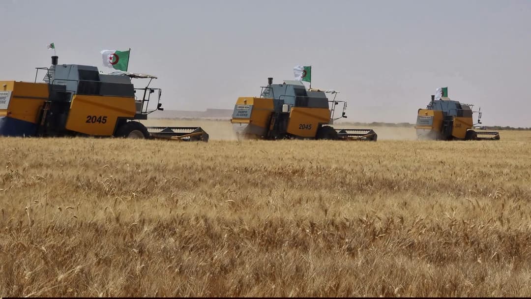 إنتاج أزيد من 126 ألف قنطار من الحبوب