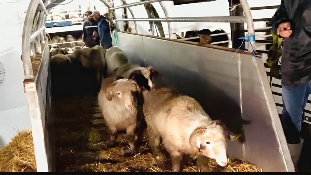 وصول باخرة محملة بـ 9400 رأس غنم قادمة من رومانيا