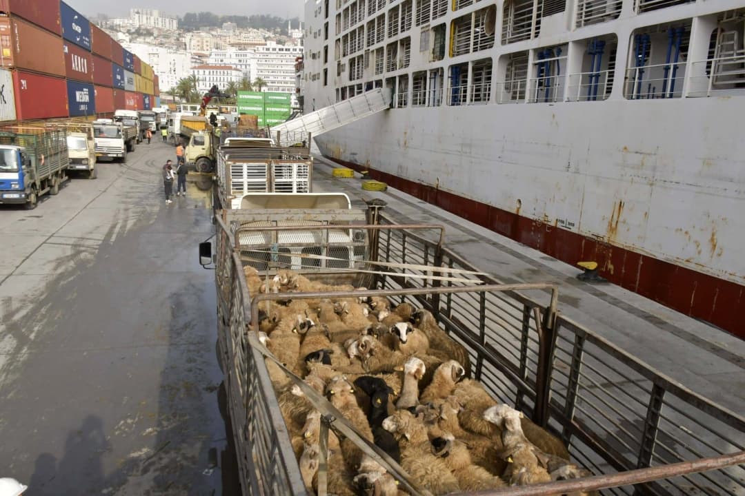 وصول شحنة جديدة من الأضاحي المستوردة