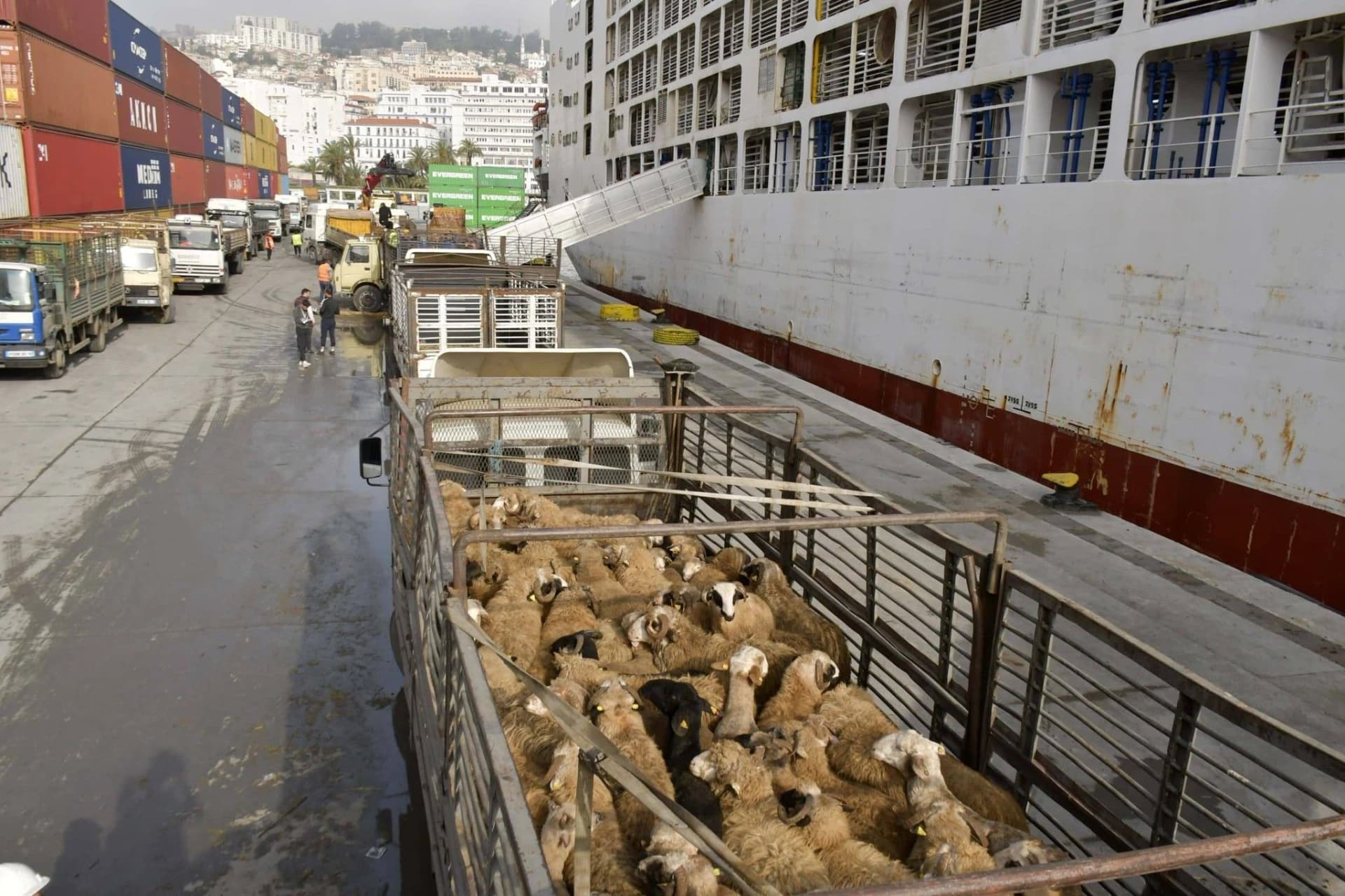 وصول شحنة جديدة من الأضاحي المستوردة