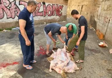الجزائريون يحتفلون بعيد الأضحى المبارك في أجواء مميزة