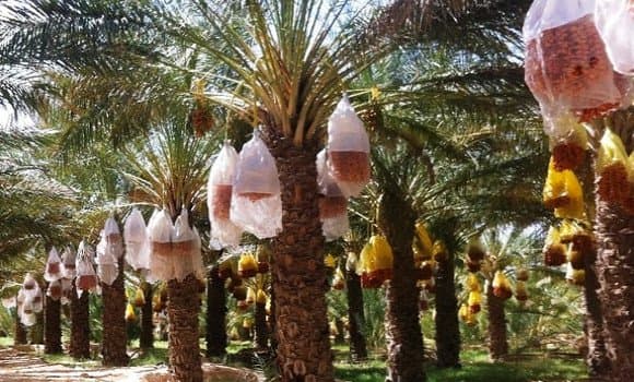 توقع إنتاج أزيد من 4ر1 مليون قنطار من التمور برسم الموسم الفلاحي