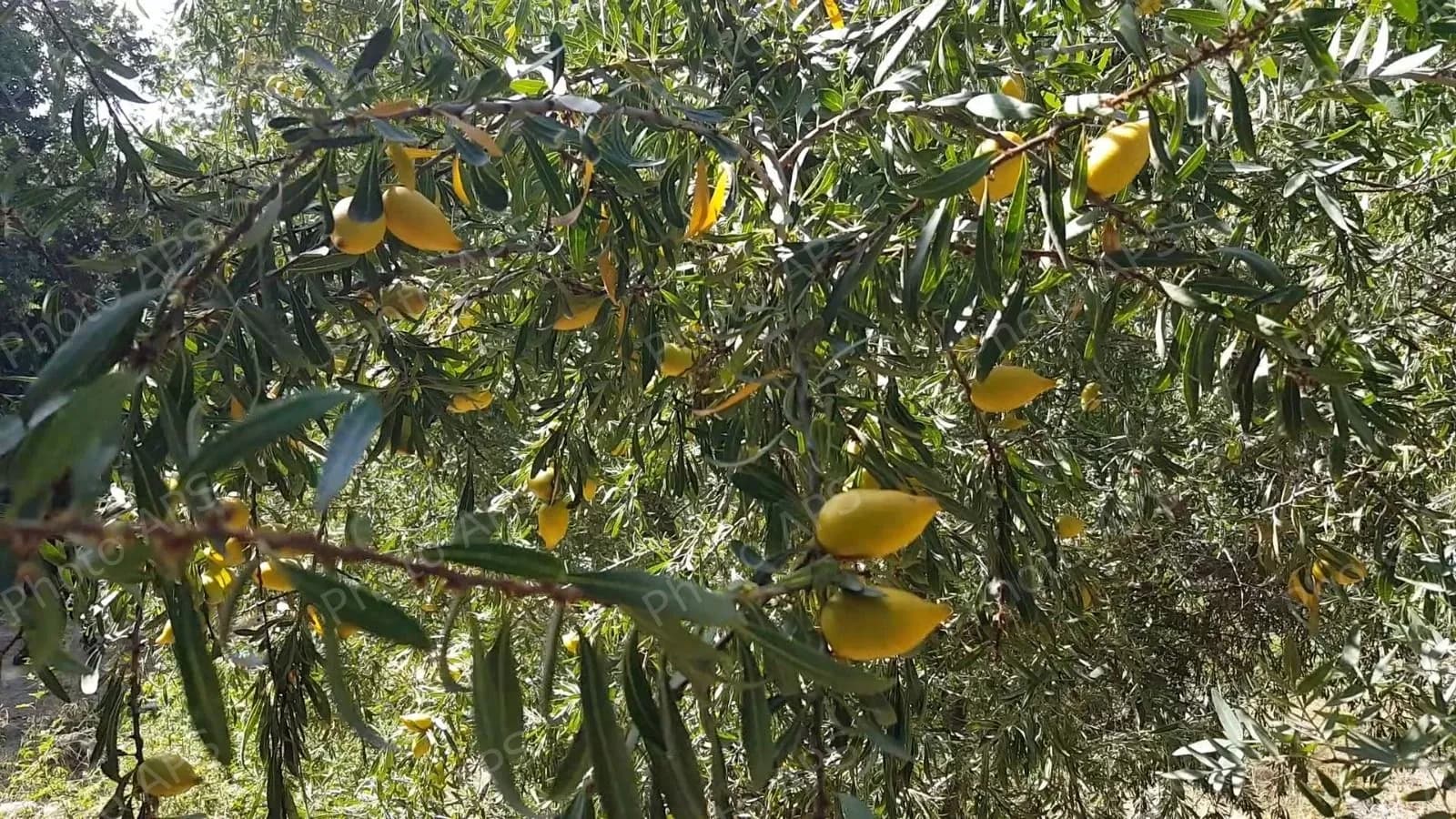برنامج وطني لتطوير شجرة الأرغان باستعمال التقنيات الحديثة والوسائل الذكية