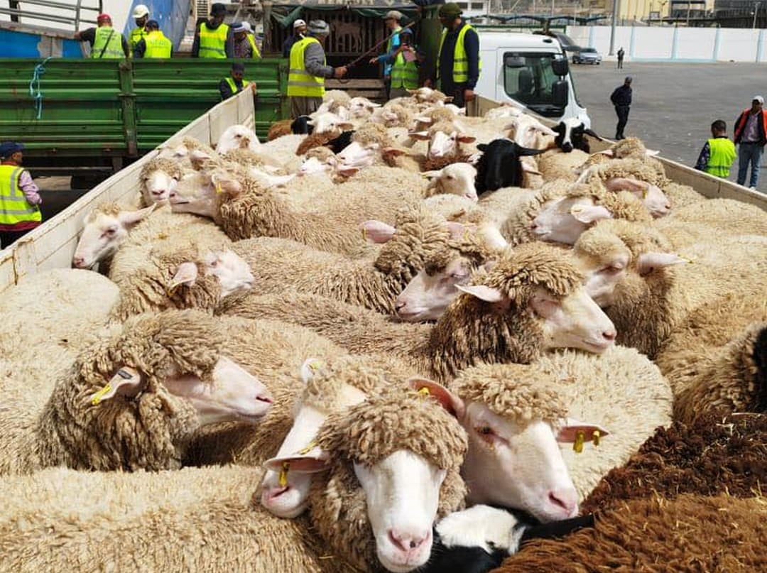 ميناء وهران
