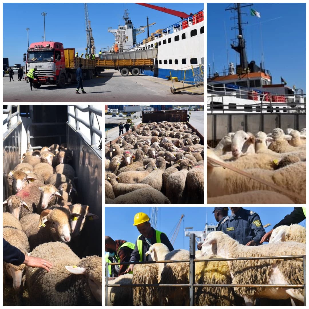 رسو باخرة محملة ب7 آلاف رأس غنم بميناء جن جن قادمة من إسبانيا