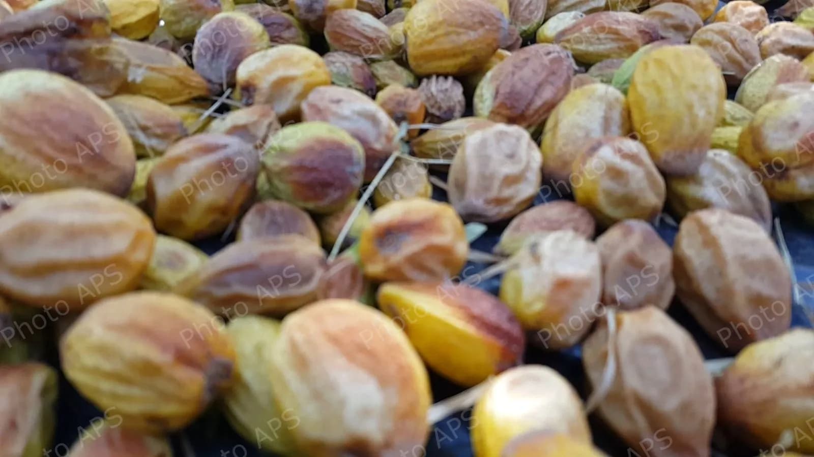 برنامج وطني لتطوير شجرة الأرغان باستعمال التقنيات الحديثة والوسائل الذكية