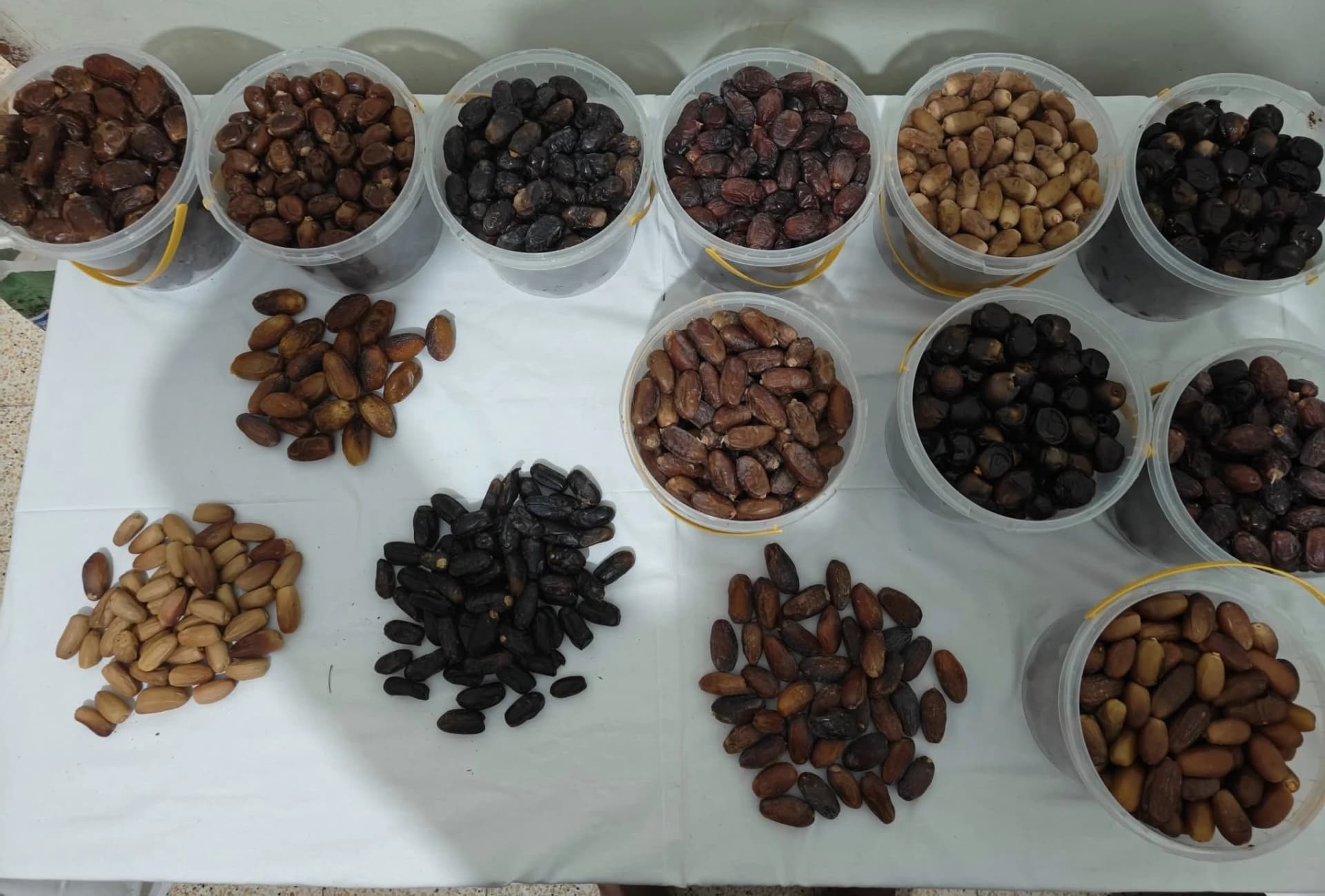 جهود حثيثة لتطوير شعبة النخيل وتحسين جودة أصناف التمور المحلية