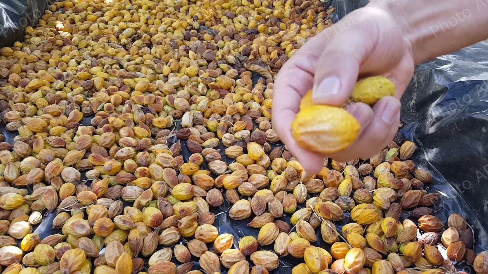 برنامج وطني لتطوير شجرة الأرغان باستعمال التقنيات الحديثة والوسائل الذكية