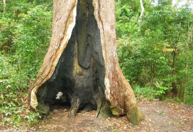 气候变化：澳大利亚森林消失速度加快