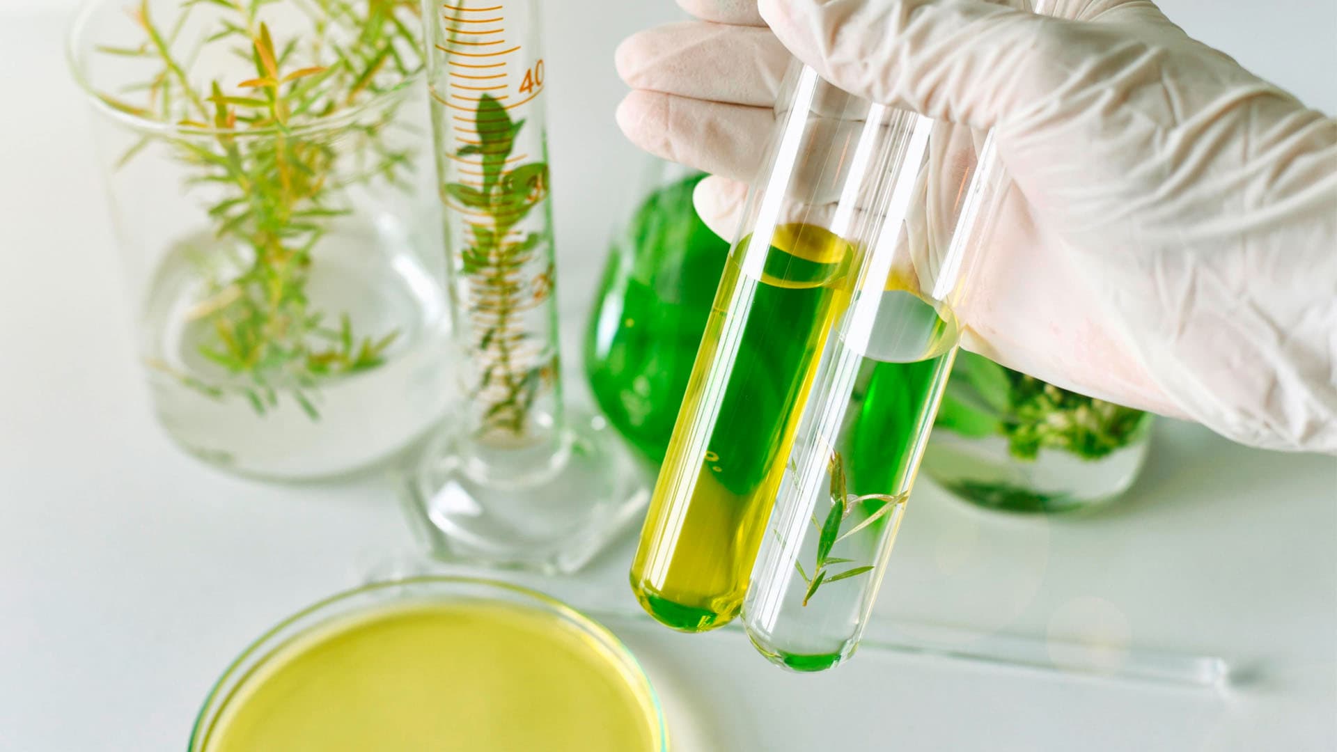 制药领域：“First Remède”实验室投资于图古尔特的药用植物种植