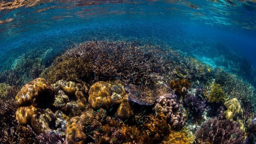 《公海生物多样性条约》将于周六生效