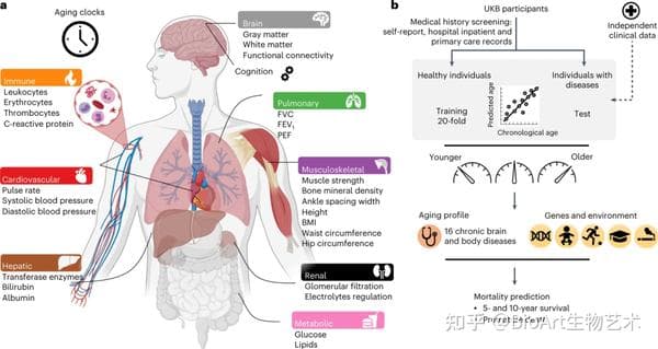 中国研究人员开发预测人体器官衰老的新模型