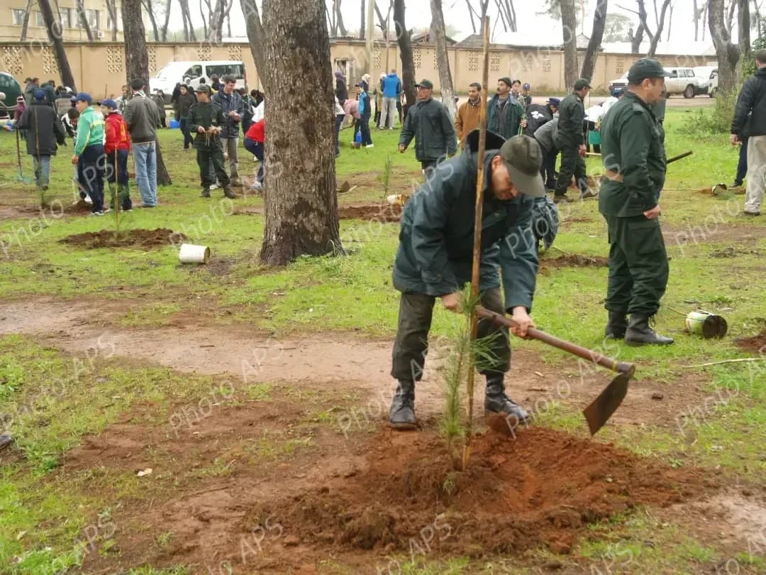 活动计划于本月10月25日举行，目标是种植一百万棵树苗。