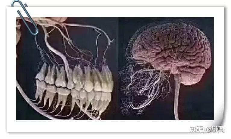 科学家发现口腔健康与最复杂的神经系统疾病之一之间的关联