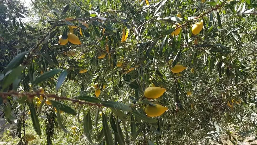 Algeria launches smart technology-based argan tree cultivation program