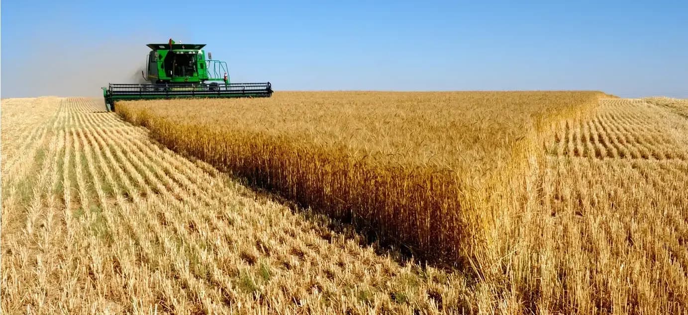 Algeria ranks second in barley production across Arab world, Africa 