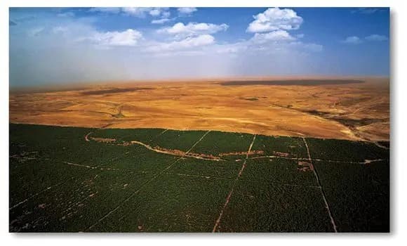 Over 42,000 hectares planted from 2023 to 2026