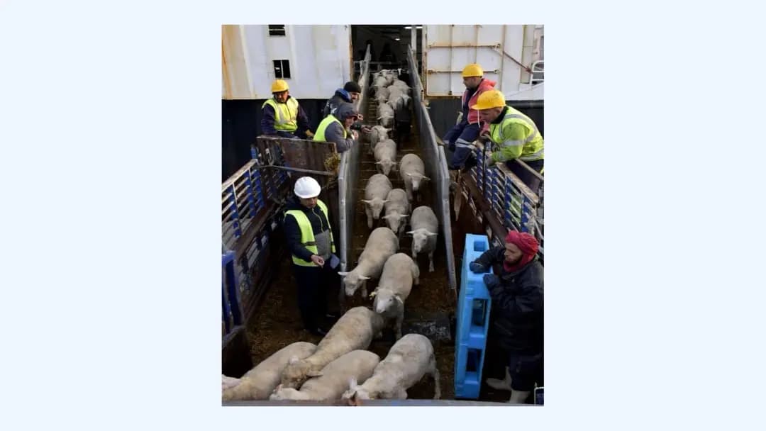 Port of Algiers receives first shipment of imported sheep ahead of Eid al-Adha