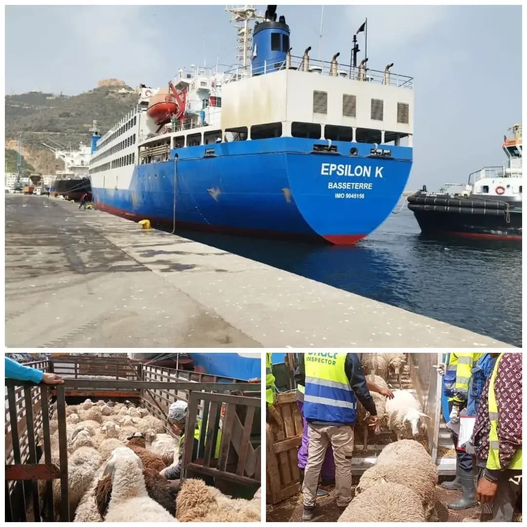 Llegada de un buque con 19.000 ovinos procedentes de España