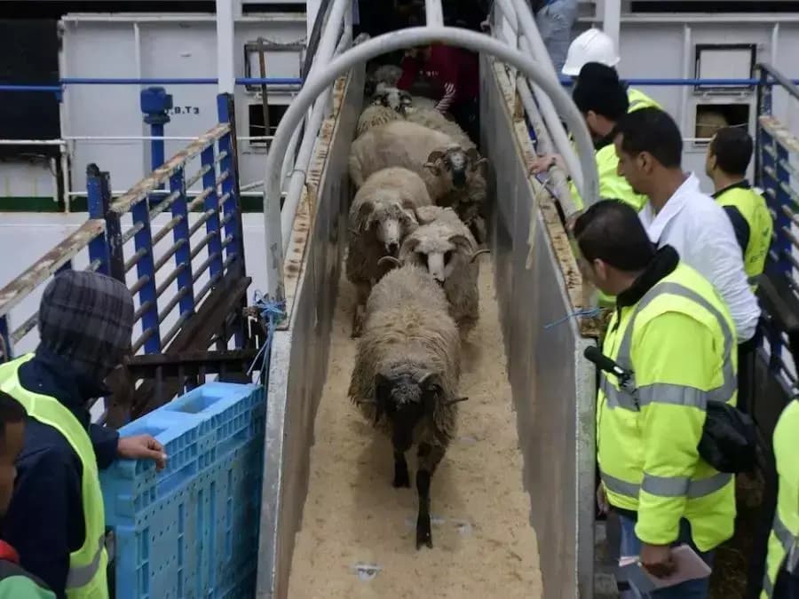 Partidos políticos respaldan la decisión presidencial de importar un millón de ovejas por el Eid Al Adha