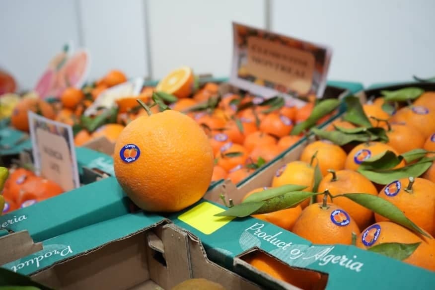 Argel potencia su producción de cítricos con cultivo intensivo