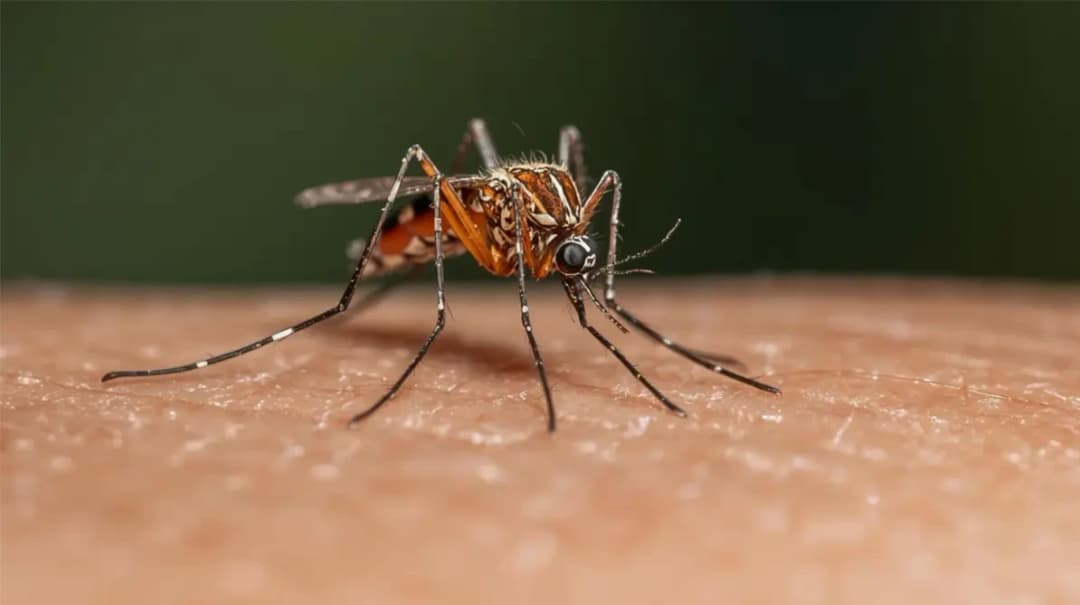 Cuba registra 29 niños fallecidos por chikunguña y dengue