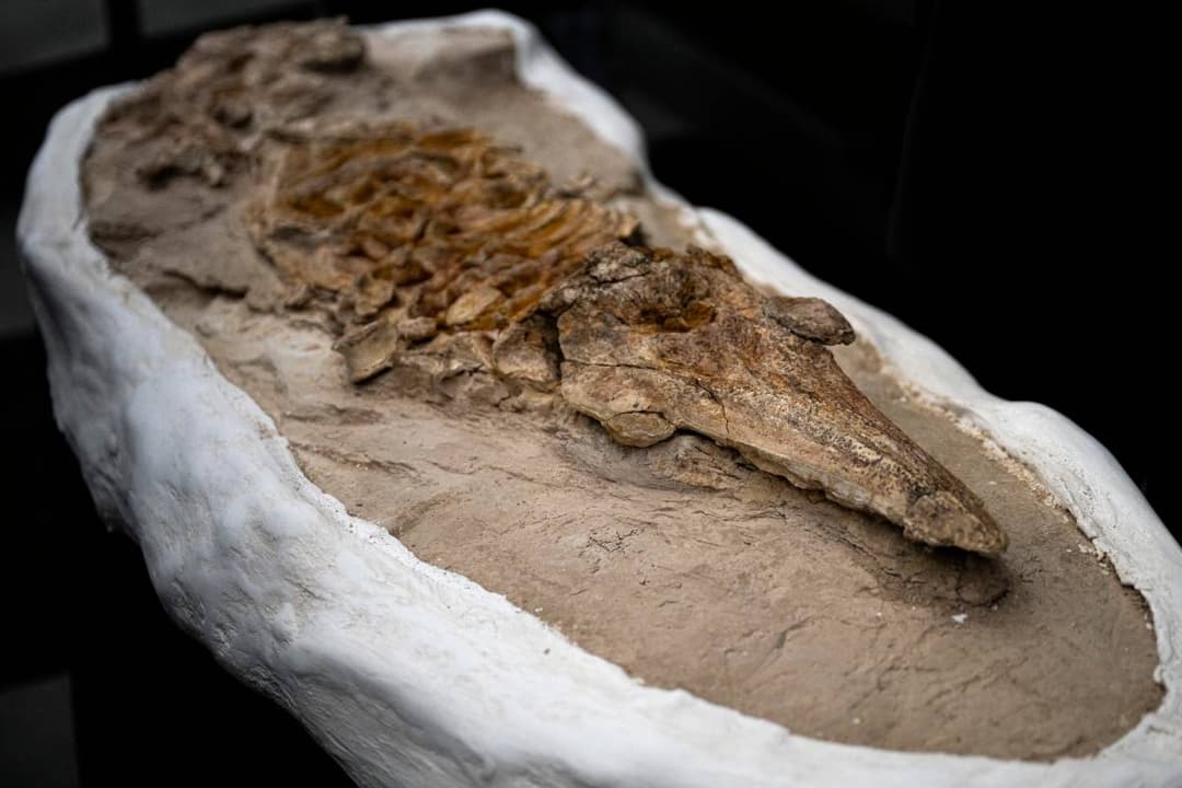  Paleontólogos presentaron este miércoles en Lima el fósil de un antiguo delfín aún poco estudiado, de 12 millones de años de antigüedad, descubierto en julio en el sur de Perú.