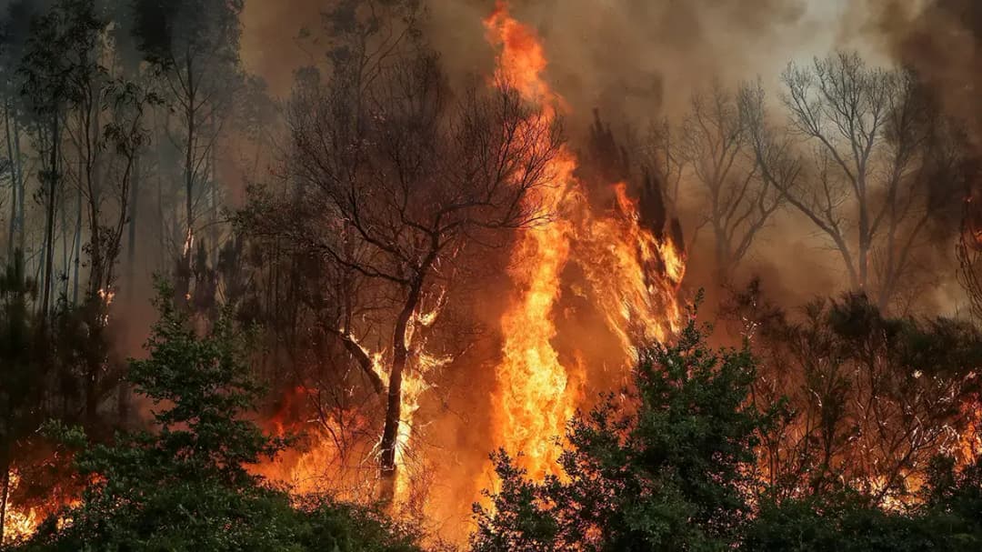 Portugal: la superficie arrasada por los incendios forestales casi se cuadruplicó con respecto al año pasado