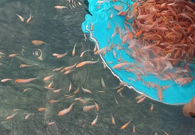 Primeros experimentos de cría de tilapia roja en cuencas agrícolas de regadío en Nâama