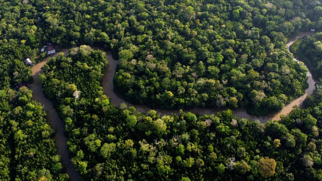 La deforestación alcanza un mínimo histórico en 2025