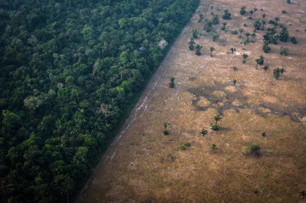 La deforestación tropical se ralentiza, pero sigue en niveles alarmantes