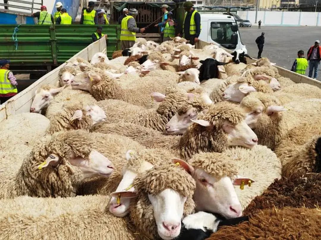Llegan a Orán dos buques con más de 36.000 cabezas de ganado ovino procedentes de España