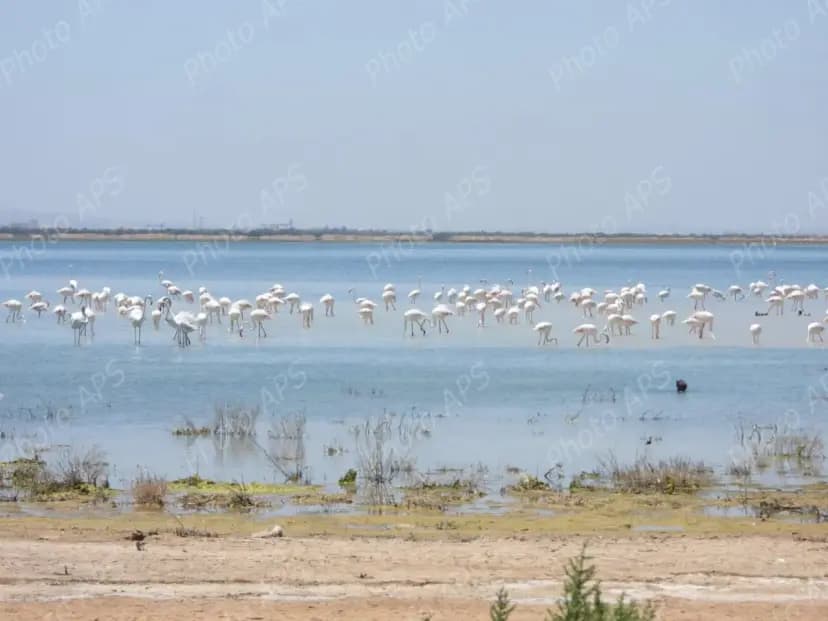 Plus de 2 500 oiseaux d’eau nicheurs recensés dans les zones humides et plans d’eau