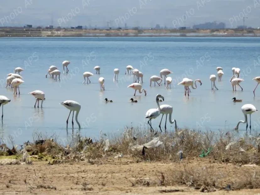 Plus de 2 500 oiseaux d’eau nicheurs recensés dans les zones humides et plans d’eau