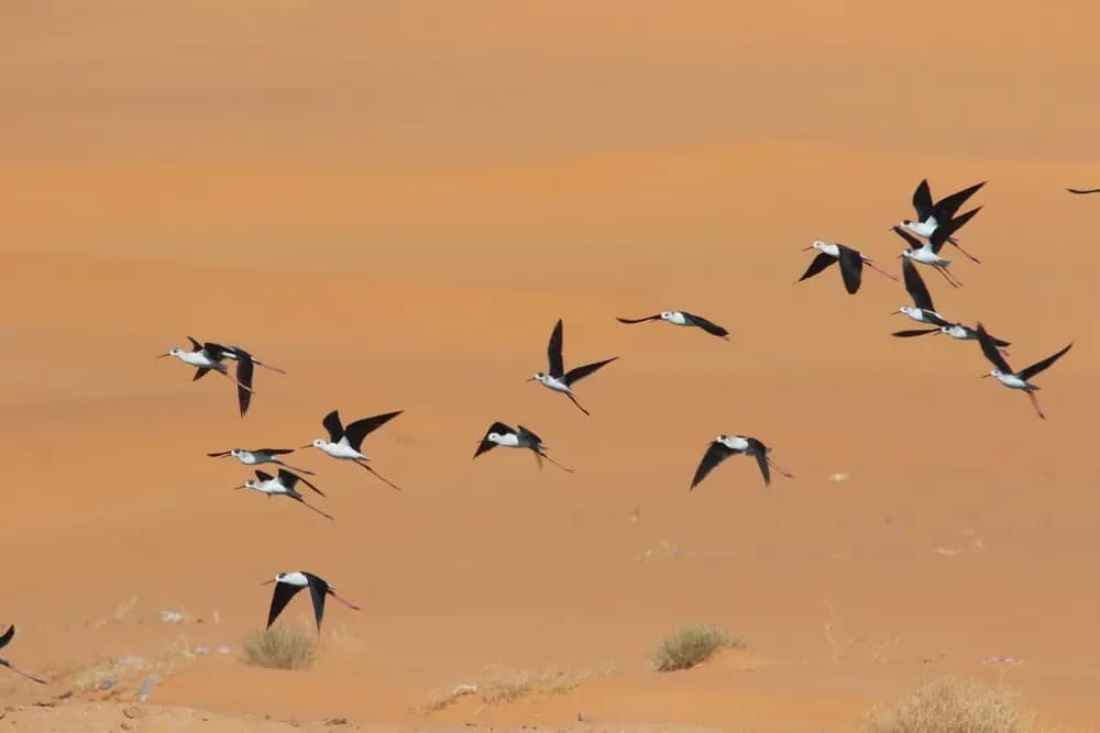 Plus de 1.700 oiseaux aquatiques recensés cet hiver dans la wilaya