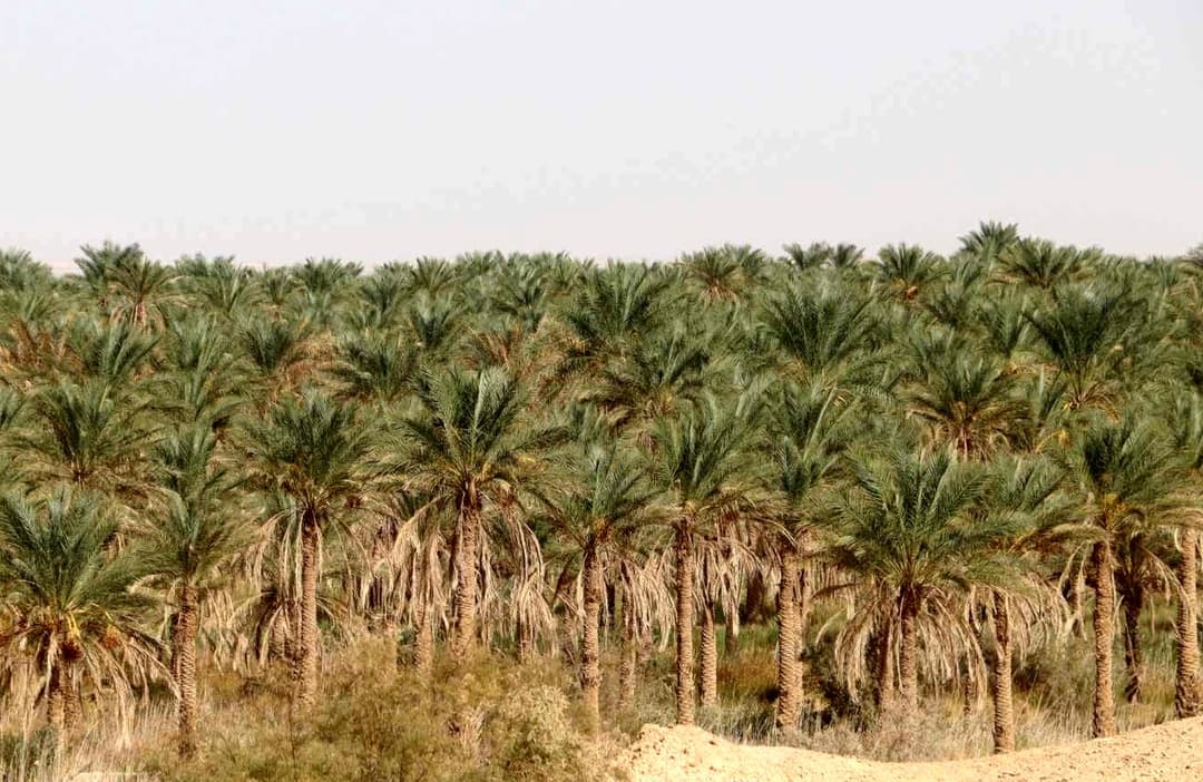 El-Meghaïer: Intenses efforts pour développer la filière des dattes