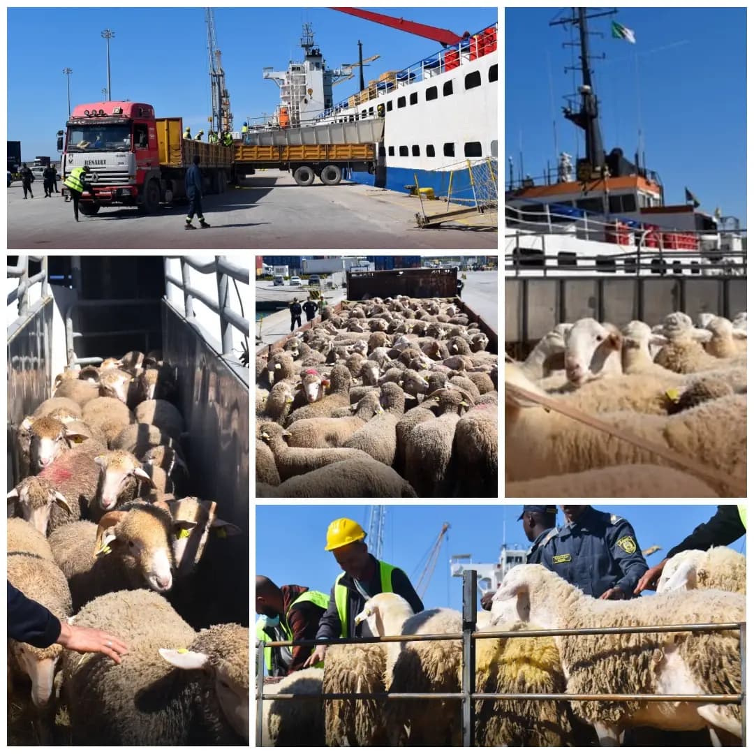 Accostage au port de Djen Djen d’un navire transportant 7.000 têtes ovines en provenance d’Espagne