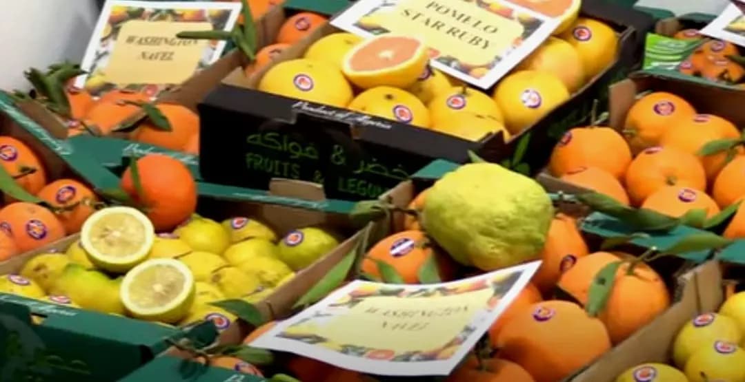Agrumes : d'importantes potentialités de production à Alger grâce au recours à la culture intensive