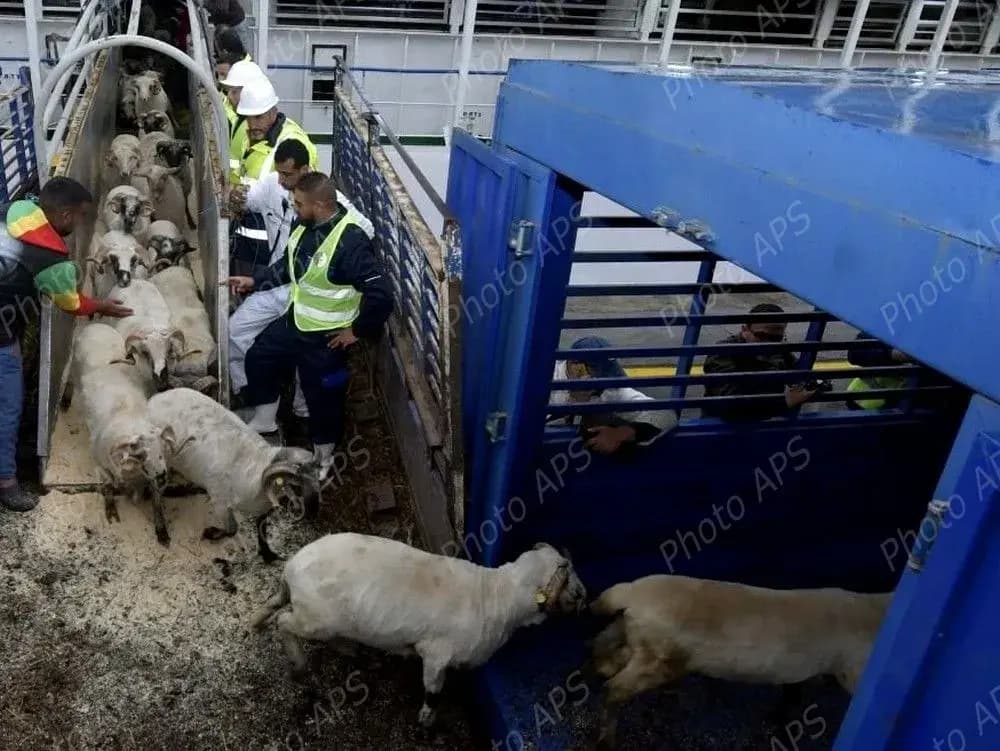 Arrivée d'un nouveau lot de moutons au port de Ténès en provenance d'Espagne