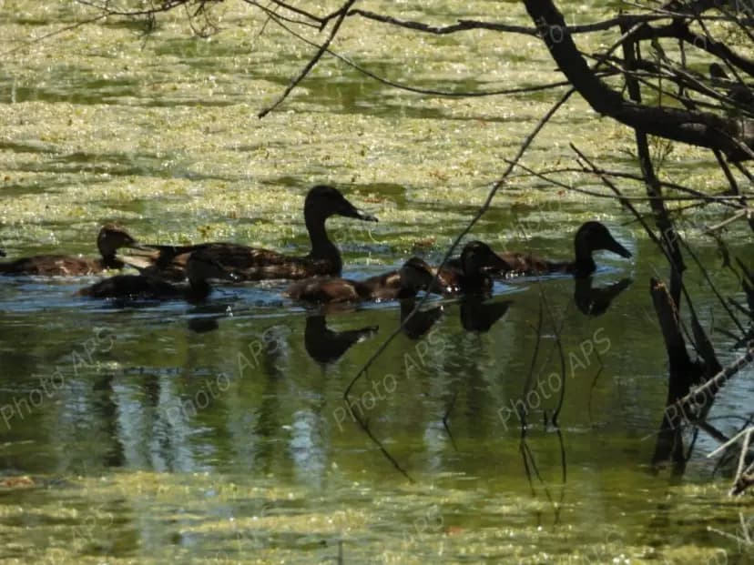 Plus de 2 500 oiseaux d’eau nicheurs recensés dans les zones humides et plans d’eau