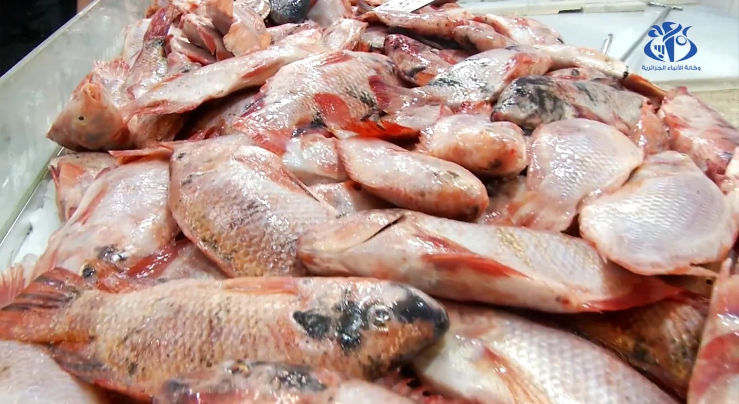 Signature de deux conventions entre la Chambre nationale de la pêche et de l’aquaculture, l’ONAB et l'ANGEM