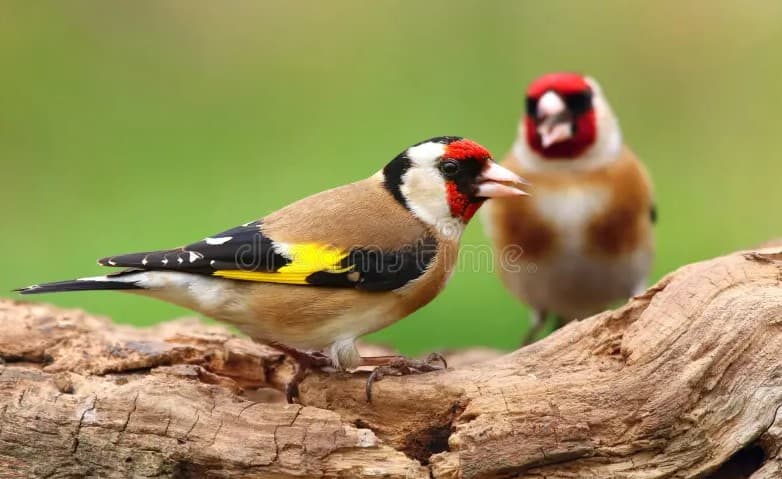 Chardonneret tellien