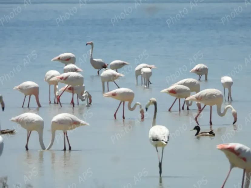 Plus de 2 500 oiseaux d’eau nicheurs recensés dans les zones humides et plans d’eau