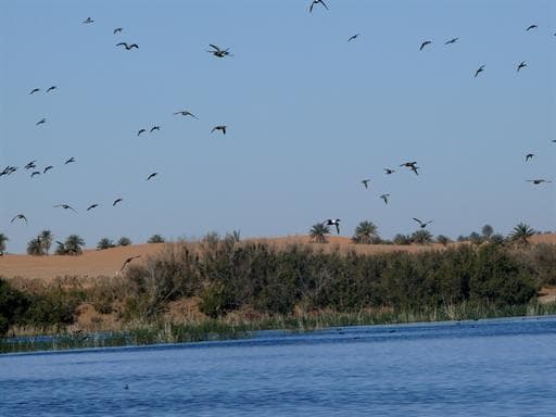 Ghardaia: recensement de près de deux mille oiseaux d'eau nicheurs