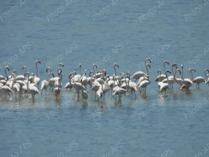 Plus de 2 500 oiseaux d’eau nicheurs recensés dans les zones humides et plans d’eau