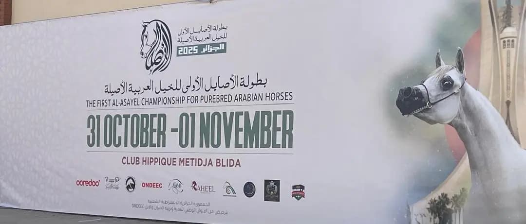 Blida accueille vendredi et samedi le concours national du 
cheval pur-sang arabe

