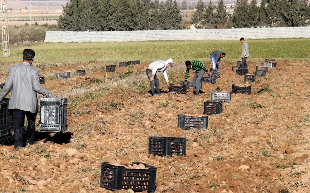 Développement notable de la filière pomme de terre dans la wilaya de Tébessa