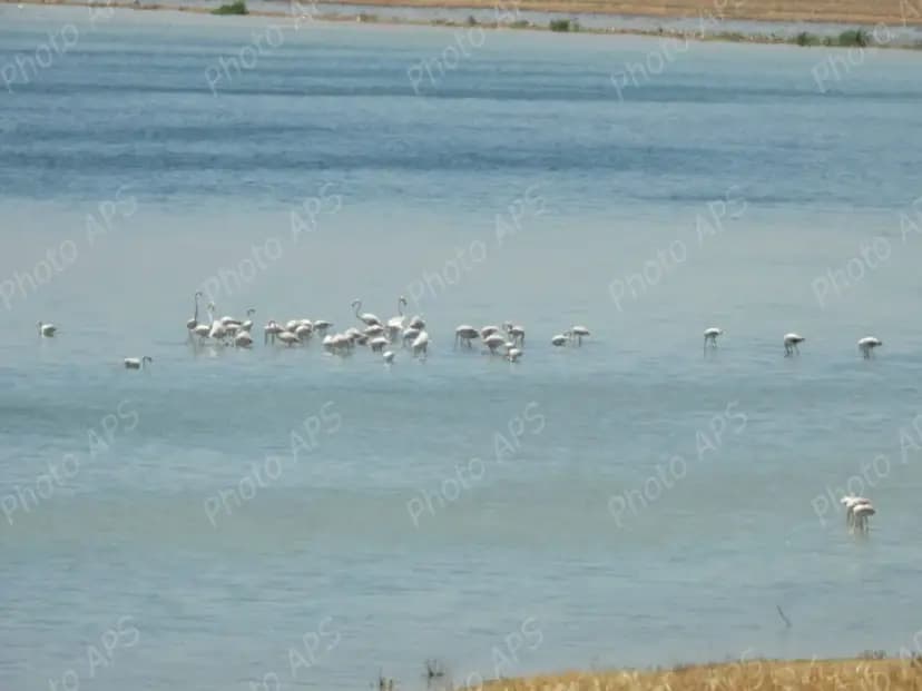 Plus de 2 500 oiseaux d’eau nicheurs recensés dans les zones humides et plans d’eau
