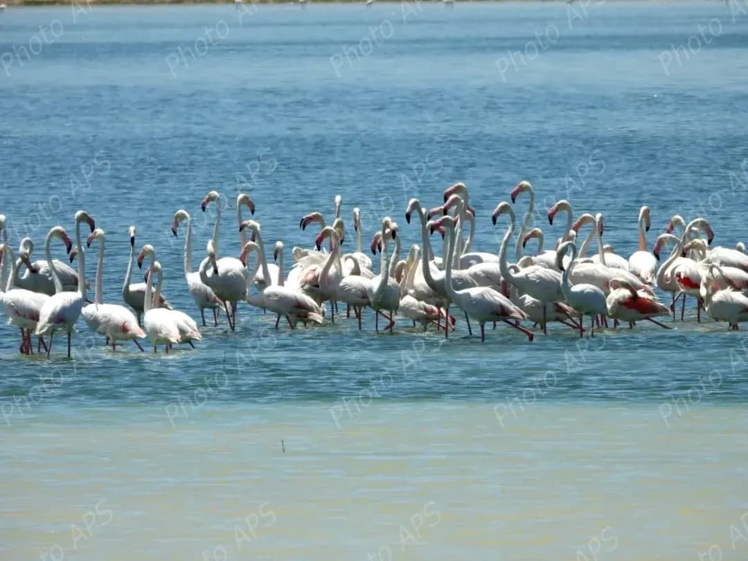 Plus de 2 500 oiseaux d’eau nicheurs recensés dans les zones humides et plans d’eau